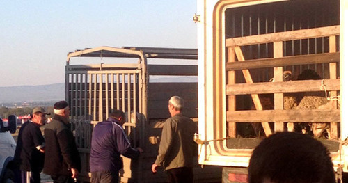 Residents of Chechnya standing near the trucks with sacrificial animals for Eid al-Adha. October 2014. Photo by Magomed Magomedov for the ‘Caucasian Knot’. 