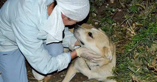 A volonteer with a stray dog. Photo by Svetlana Kravchenko for the "Caucasian Knot"