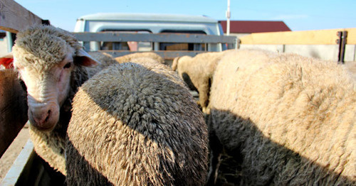 The sacrificial sheep. Photo by Magomed Magomedov for the "Caucasian Knot"