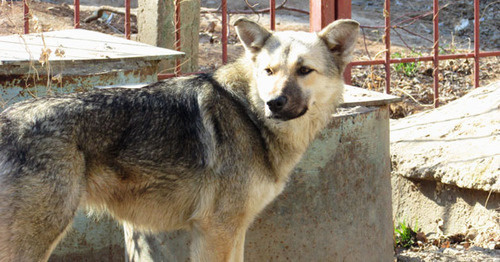 A stray dog. Photo by Vyacheslav Yaschenko for the "Caucasian Knot"