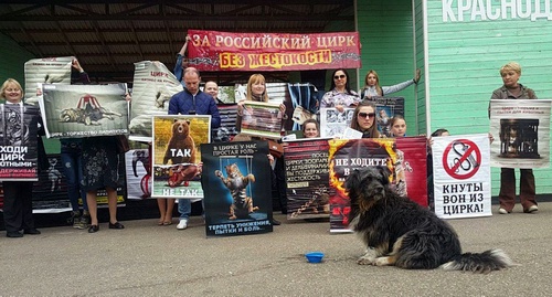 Krasnodar animal defenders urge not to attend the circus shows where animals are involved, April 15, 2017. Photo by Alexei Mandrigeli for the 'Caucasian Knot'. 