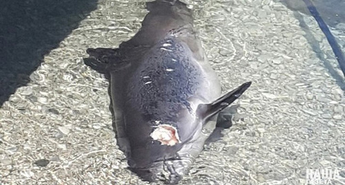 The dead body of a dolphin. Photo by Marina Sinyakova / "Nasha Gazeta" ("Our Newspaper") http://ngnovoros.ru/news/view/02-05-2017-na-beregu-u-novorossiyska-gorojane-obnarujili-mertvyh-delfinov-may-2017-goda-foto