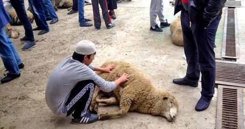 Kurban-Bayram celebration. Makhachkala, 2014. Photo by Patimat Makhmudova for "Caucasian Knot"