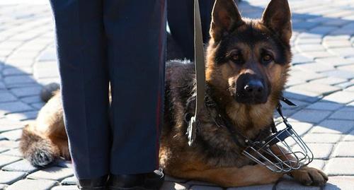 Dog handler with a dog. Photo: Yuri Grechko / Yugopolis