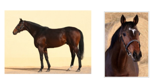 Ramzan Kadyrov’s stallion. Photo from the website of the police in the Czech Republic https://www.policie.cz/docDetail.aspx?docid=22785255&amp;docType=ART