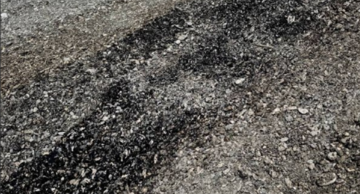 Pollution on Primorsky Beach in Tuapse. Screenshot from the Telegram channel "My Tuapse" from May 7, 2026, https://t.me/my_tuapse/35084 Pollution on Primorsky Beach in Tuapse. Screenshot from the Telegram channel "My Tuapse" from May 7, 2026, https://t.me/my_tuapse/35084